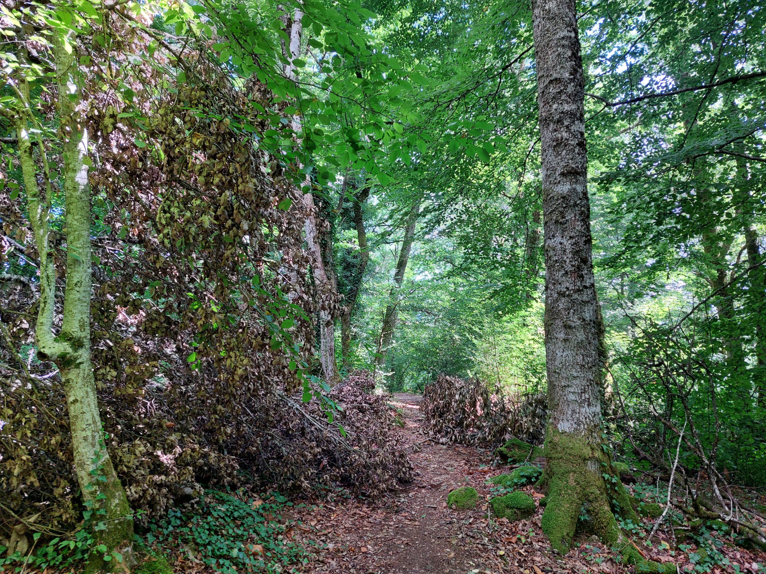 20250729_115357 Marèges