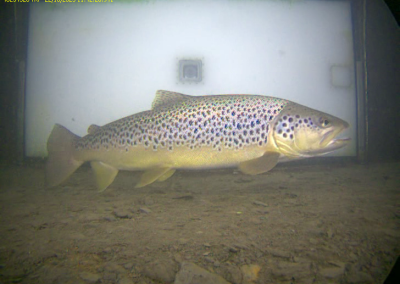 truites barrage de Castet