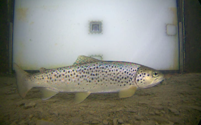 🐟 Pourquoi les truites prennent-t-elles l’ascenseur à poissons du barrage de Castet ?