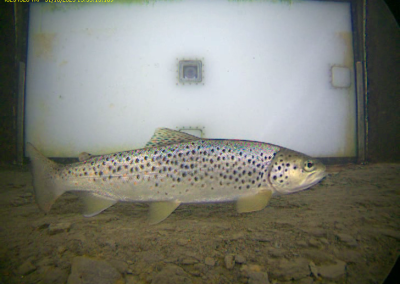 truites barrage de Castet