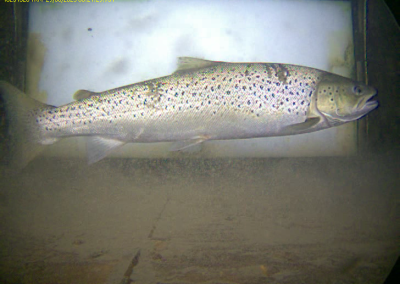 truites barrage de Castet