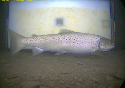 truites barrage de Castet