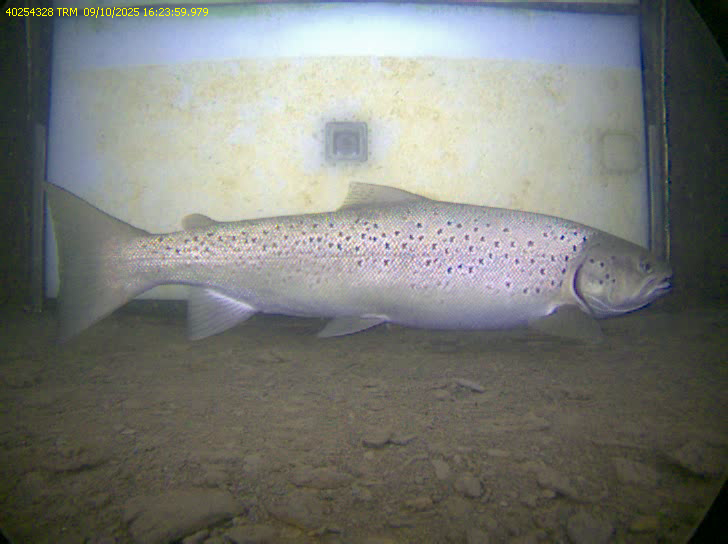 truites barrage de Castet