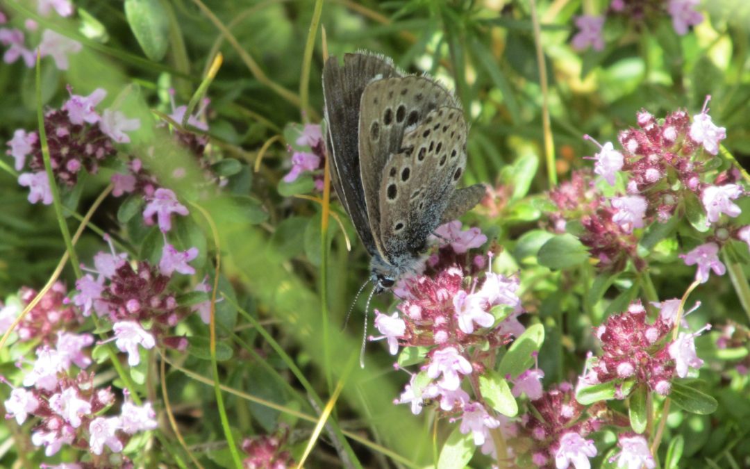 La protection des prairies de l’Azuré du serpolet