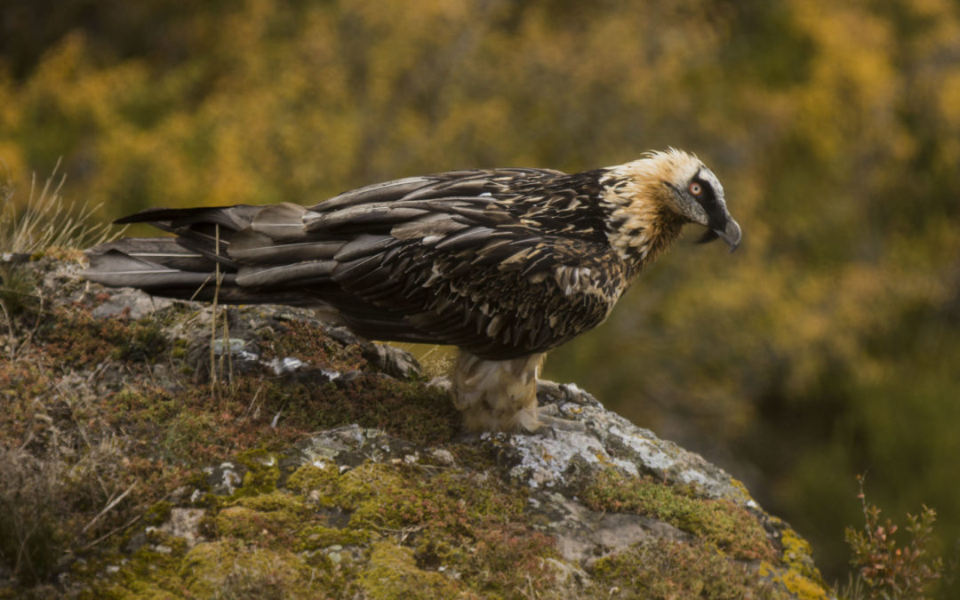 2020 année de la Biodiversité : le gypaète