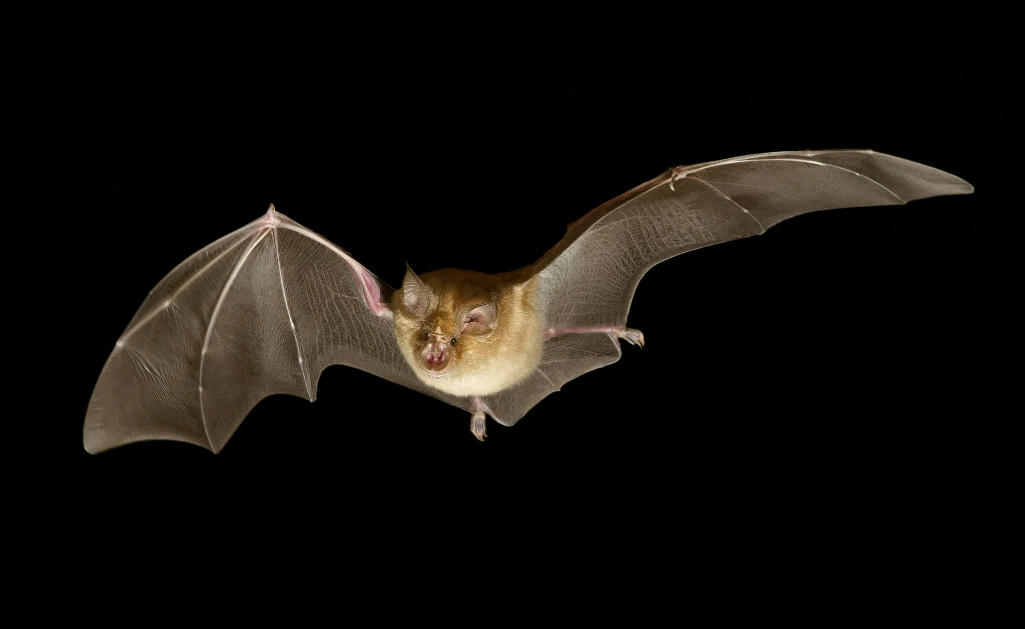 Halloween à la SHEM : quand les chauves-souris deviennent nos alliées