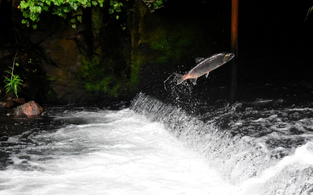 Des échelles et un ascenseur à poissons pour faciliter la remontée des poissons migrateurs